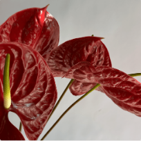 Выберите тип букета