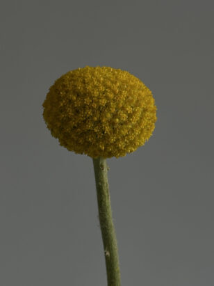 Поле ЗÉЛЕНО #2 — изображение 3