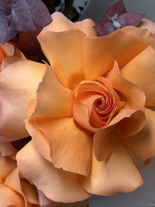 Дуо хризантема и французская роза — изображение 3