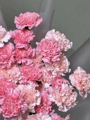 Микс диантусов — изображение 2