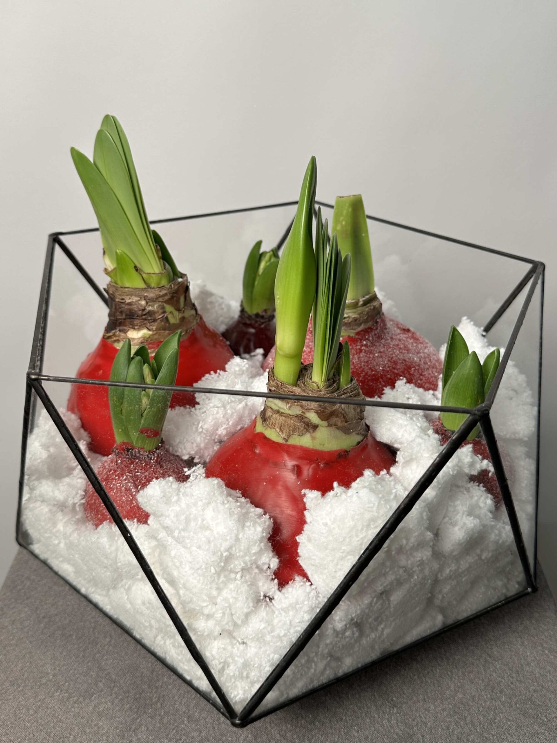 IMG_9604 (2) Кашпо с луковицами — изображение 1