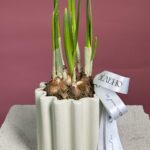 Кашпо с нарциссами