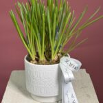 Кашпо с мускари