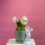 Кашпо гиацинт