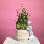 Кашпо нарциссы