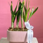 Ванночка с нарциссами