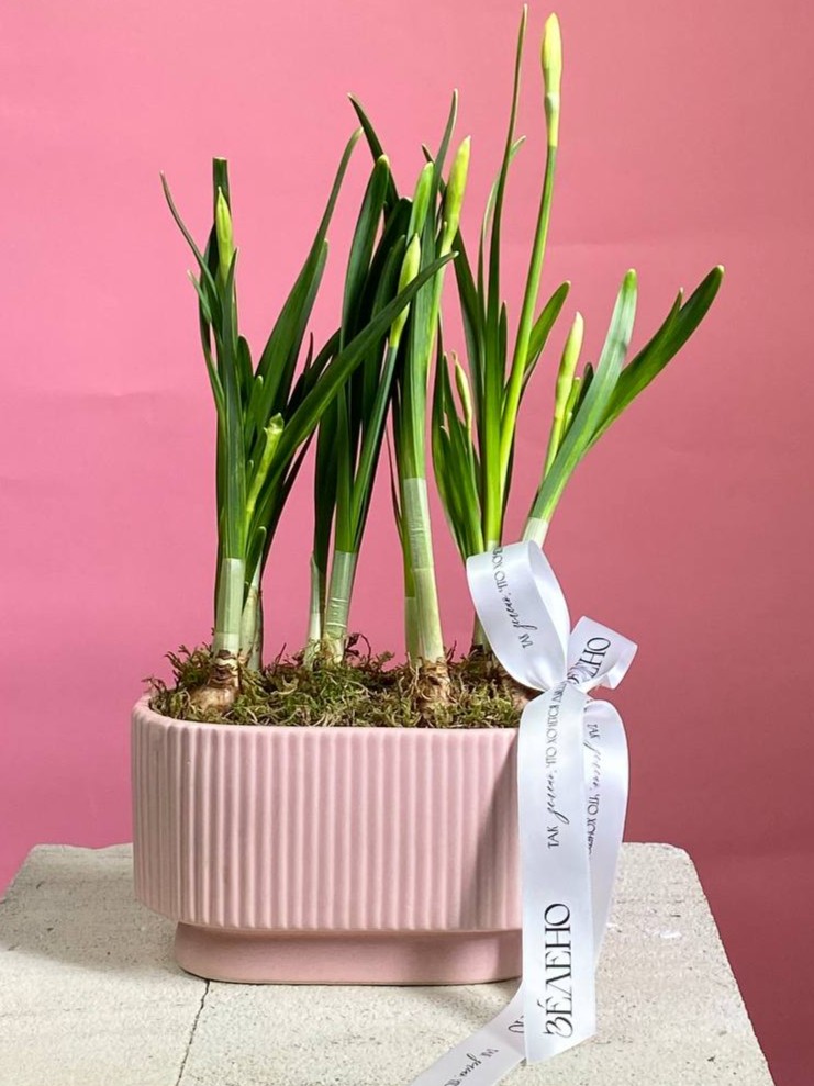 photo_2026-02-12_14-20-56 Ванночка с нарциссами — изображение 1