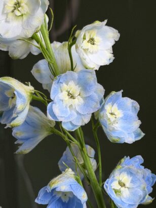 Твоя весна — изображение 2